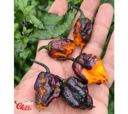 Moruga Shark F2 (10+ Seeds)