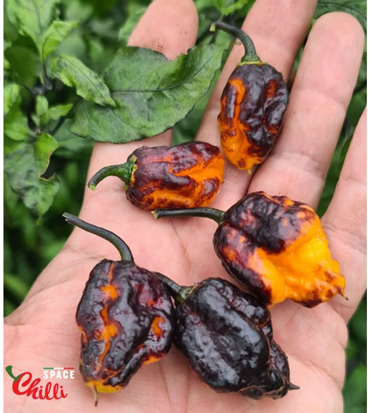 Moruga Shark F2 (10+ Seeds)
