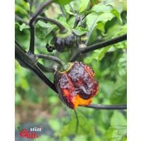 Moruga Shark F2 (10+ Seeds) Moruga Shark F2 (10+ Seeds)