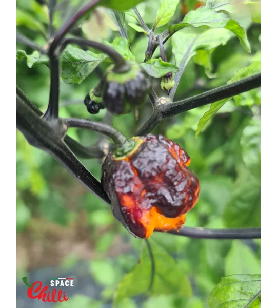 Moruga Shark F2 (10+ Seeds)