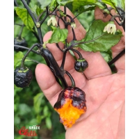 Moruga Shark F2 (10+ Seeds) Moruga Shark F2 (10+ Seeds)