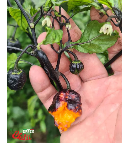 Moruga Shark F2 (10+ Seeds)