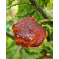 Moruga Shark F2 (10+ Seeds) Moruga Shark F2 (10+ Seeds)