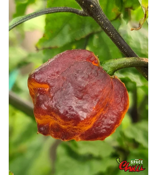 Moruga Shark F2 (10+ Seeds)