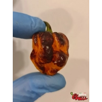 Moruga Shark F2 (10+ Seeds) Moruga Shark F2 (10+ Seeds)