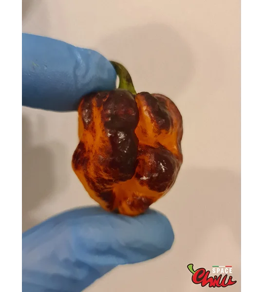 Moruga Shark F2 (10+ Seeds)