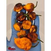 Moruga Shark F2 (10+ Seeds) Moruga Shark F2 (10+ Seeds)