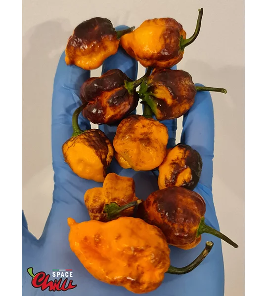 Moruga Shark F2 (10+ Seeds)