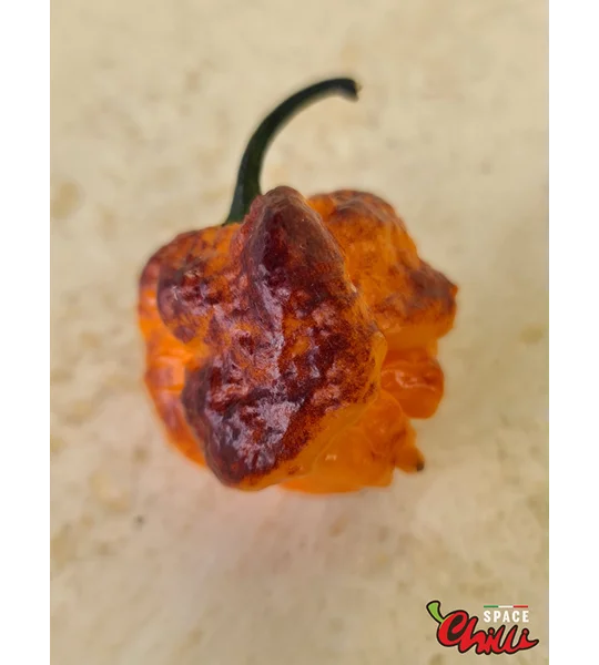 Moruga Shark F2 (10+ Seeds)