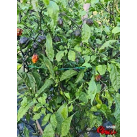 Moruga Shark F2 (10+ Seeds) Moruga Shark F2 (10+ Seeds)