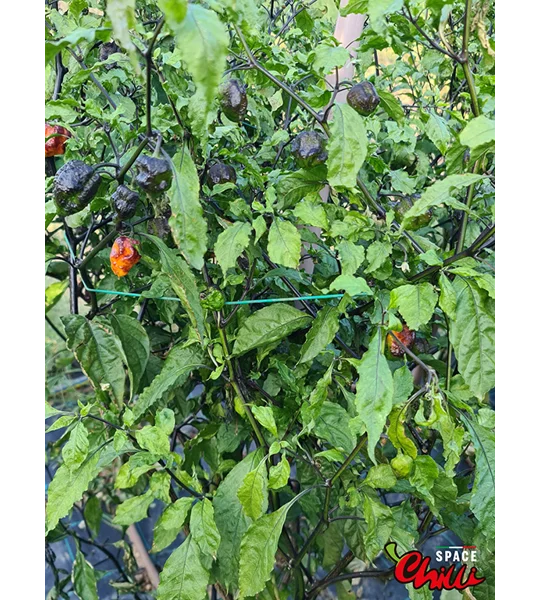 Moruga Shark F2 (10+ Seeds)