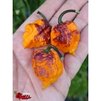 Moruga Shark F2 (10+ Seeds) Moruga Shark F2 (10+ Seeds)