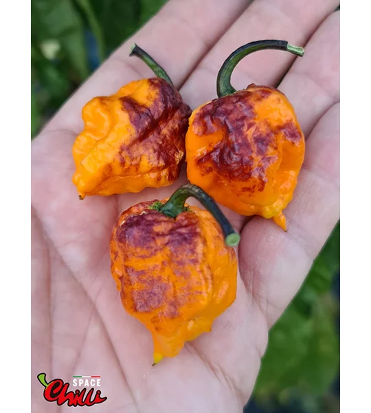 Moruga Shark F2 (10+ Seeds)
