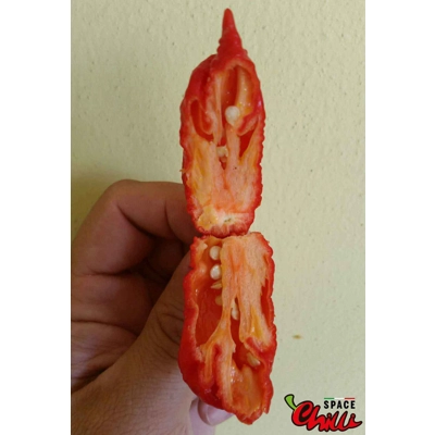 Naga Boom Red F5 (10+ Seeds) Naga Boom Red F5 (10+ Seeds)