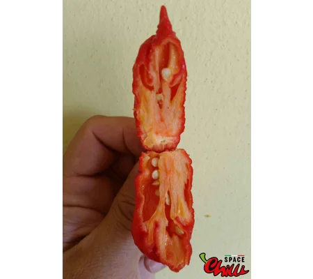 Naga Boom Red F5 (10+ Seeds)