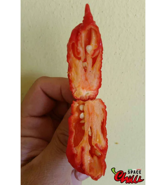 Naga Boom Red F5 (10+ Seeds)
