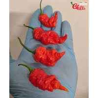 Naga Boom Red F5 (10+ Seeds) Naga Boom Red F5 (10+ Seeds)