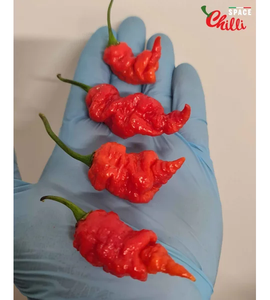 Naga Boom Red F5 (10+ Seeds)