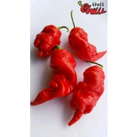 Naga Boom Red F5 (10+ Seeds) Naga Boom Red F5 (10+ Seeds)