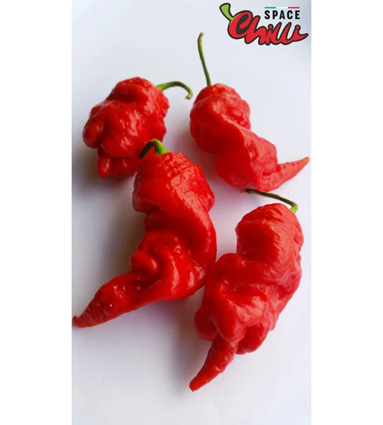 Naga Boom Red F5 (10+ Seeds)