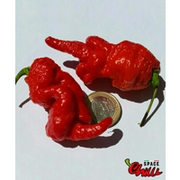 Naga Boom Red F5 (10+ Seeds) Naga Boom Red F5 (10+ Seeds)