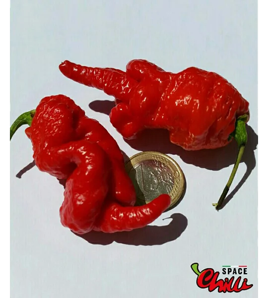 Naga Boom Red F5 (10+ Seeds)