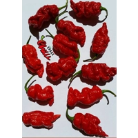 Naga Boom Red F5 (10+ Seeds) Naga Boom Red F5 (10+ Seeds)