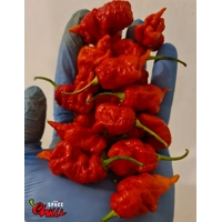Naga Boom Red F5 (10+ Seeds) Naga Boom Red F5 (10+ Seeds)