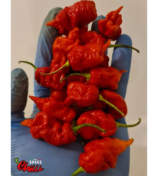 Naga Boom Red F5 (10+ Seeds)