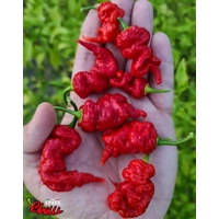 Naga Boom Red F5 (10+ Seeds) Naga Boom Red F5 (10+ Seeds)