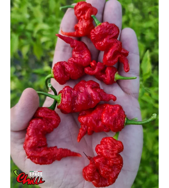 Naga Boom Red F5 (10+ Seeds)