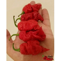 Naga Boom Red F5 (10+ Seeds) Naga Boom Red F5 (10+ Seeds)