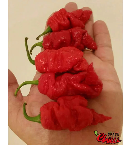 Naga Boom Red F5 (10+ Seeds)