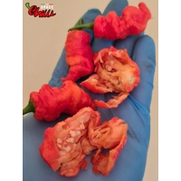 Naga Boom Red F5 (10+ Seeds) Naga Boom Red F5 (10+ Seeds)