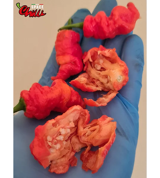 Naga Boom Red F5 (10+ Seeds)