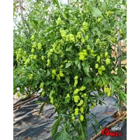 Naga Boom Red F5 (10+ Seeds) Naga Boom Red F5 (10+ Seeds)