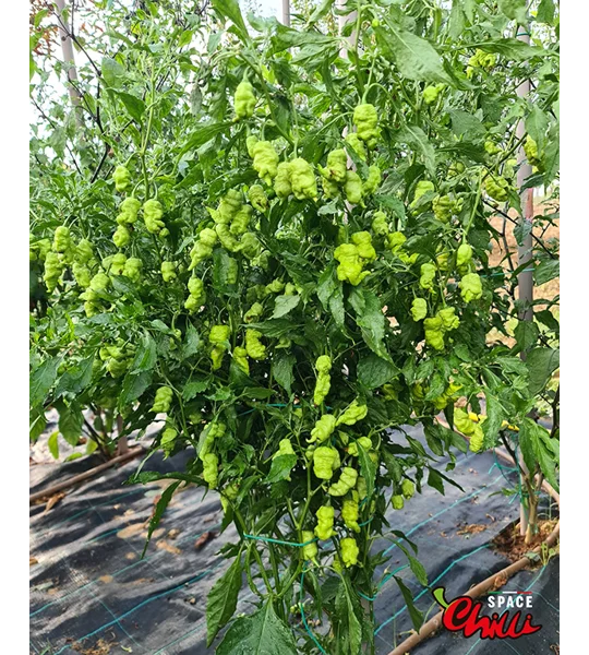 Naga Boom Red F5 (10+ Seeds)