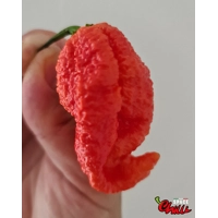 Naga Boom Red F5 (10+ Seeds) Naga Boom Red F5 (10+ Seeds)