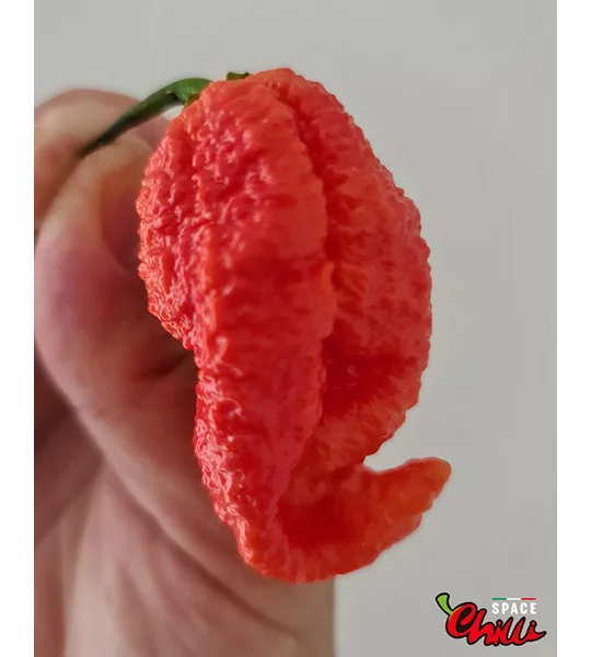 Naga Boom Red F5 (10+ Seeds)