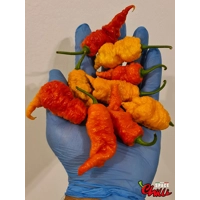 Naga Boom Senape F5 (10+ Seeds) Naga Boom Senape F5 (10+ Seeds)