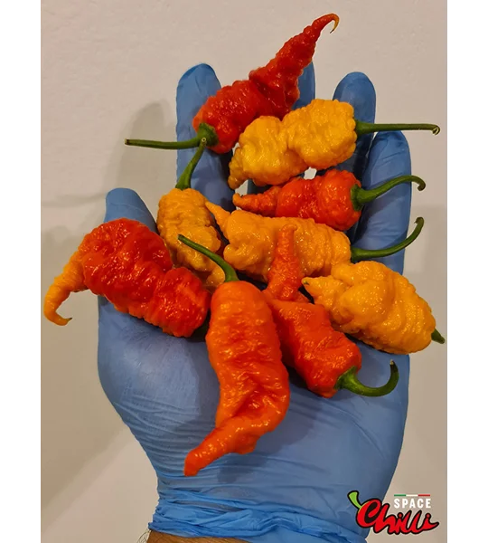 Naga Boom Senape F5 (10+ Seeds)