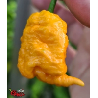 Naga Boom Senape F5 (10+ Seeds) Naga Boom Senape F5 (10+ Seeds)