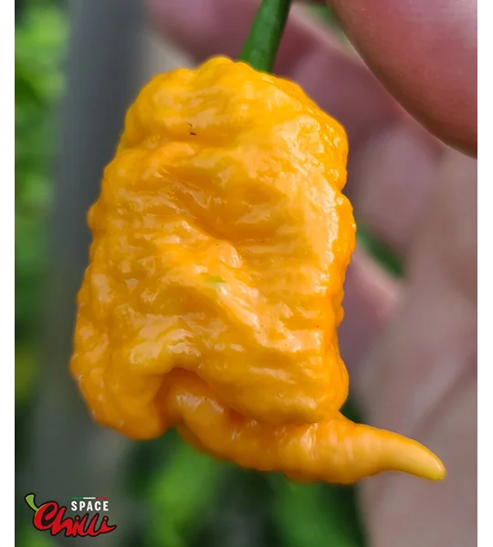Naga Boom Senape F5 (10+ Seeds)