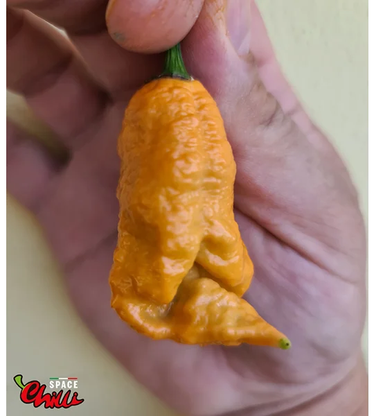 Naga Boom Senape F5 (10+ Seeds)