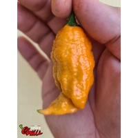 Naga Boom Senape F5 (10+ Seeds) Naga Boom Senape F5 (10+ Seeds)