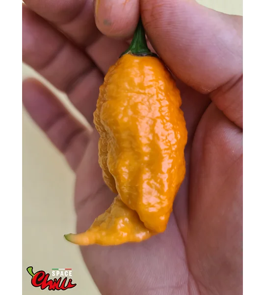 Naga Boom Senape F5 (10+ Seeds)