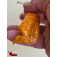 Naga Boom Senape F5 (10+ Seeds) Naga Boom Senape F5 (10+ Seeds)