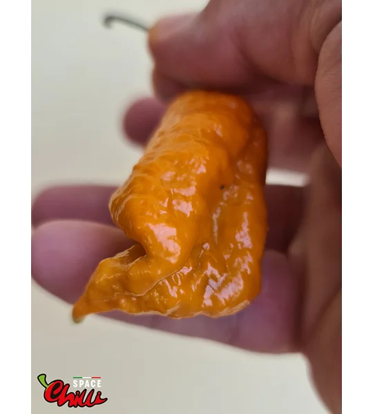 Naga Boom Senape F5 (10+ Seeds)
