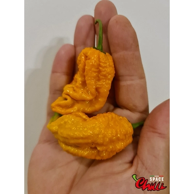 Naga Boom Senape F5 (10+ Seeds) Naga Boom Senape F5 (10+ Seeds)
