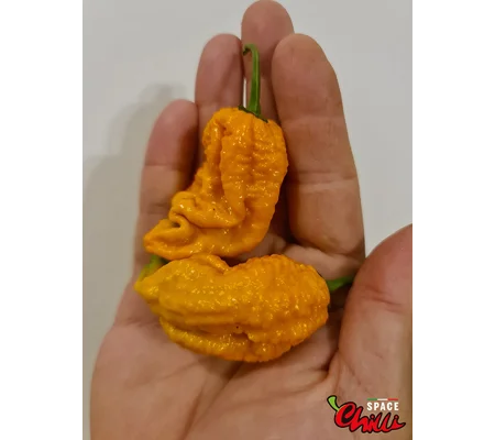 Naga Boom Senape F5 (10+ Seeds)